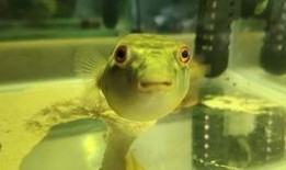 沈猛最新爆料胖头鱼视频,胖头鱼视频背后的惊人真相