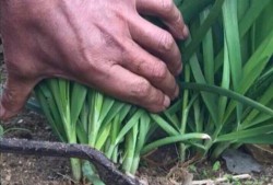 美国割韭菜爆料事件视频