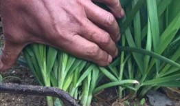 美国割韭菜爆料事件视频