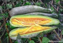 极品网红陈若初吃瓜,揭秘网红圈背后的惊人真相