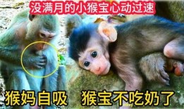 心动小猴爆料视频大全,小猴爆料视频全集回顾