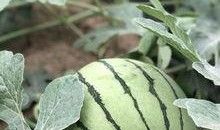 某音网红吃瓜,某音网红背后的惊人真相