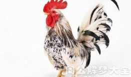 周公鸡爆料视频大全最新,揭秘娱乐圈幕后真相