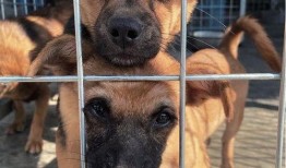 新闻爆料狗妈抛弃幼崽,温情背后的人性拷问