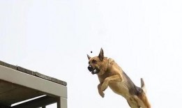 最新台湾狗崽爆料事件真相,揭秘真相与背后隐情