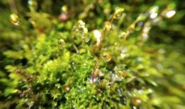 青苔手机在线观看,揭秘神秘世界的在线悬疑之旅