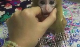 心动小猴爆料视频大全,小猴爆料视频全集回顾