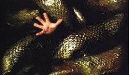 蟒蛇电影在线观看,惊悚刺激的在线观影之旅