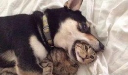 二狗劲爆爆料视频,揭秘视频背后的惊人真相