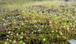 青苔手机在线观看,揭秘神秘世界的在线悬疑之旅