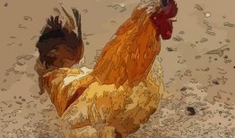 周公鸡爆料视频大全最新,揭秘娱乐圈幕后真相