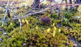 青苔手机在线观看,揭秘神秘世界的在线悬疑之旅