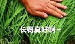 美国割韭菜爆料事件视频