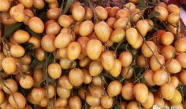 雪梨娱乐吃瓜,揭秘娱乐圈吃瓜背后的真相与内幕