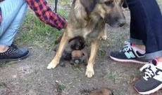 最新台湾狗崽爆料事件真相,揭秘真相与背后隐情