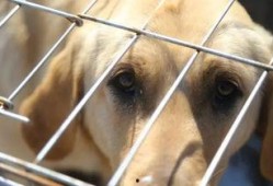 新闻爆料狗妈抛弃幼崽,温情背后的人性拷问