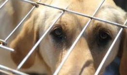 新闻爆料狗妈抛弃幼崽,温情背后的人性拷问