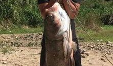 沈猛最新爆料胖头鱼视频,胖头鱼视频背后的惊人真相