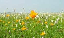 轻轻草在线在线观看,轻松畅享网络观影新体验