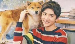 最新台湾狗崽爆料事件真相,揭秘真相与背后隐情