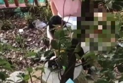吃瓜事件网红楠楠视频,揭秘娱乐圈幕后真相