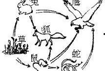 食物链在线观看,在线观看揭示生态平衡的神奇之旅