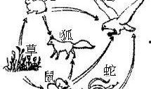 食物链在线观看,在线观看揭示生态平衡的神奇之旅